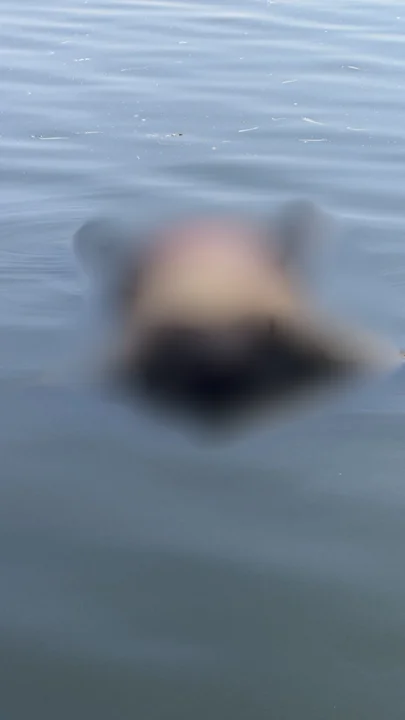 El cuerpo fue encontrado a la altura de Ensenada.