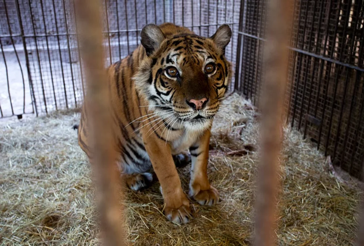 Trasladarán animales del zoológico de Luján a Europa