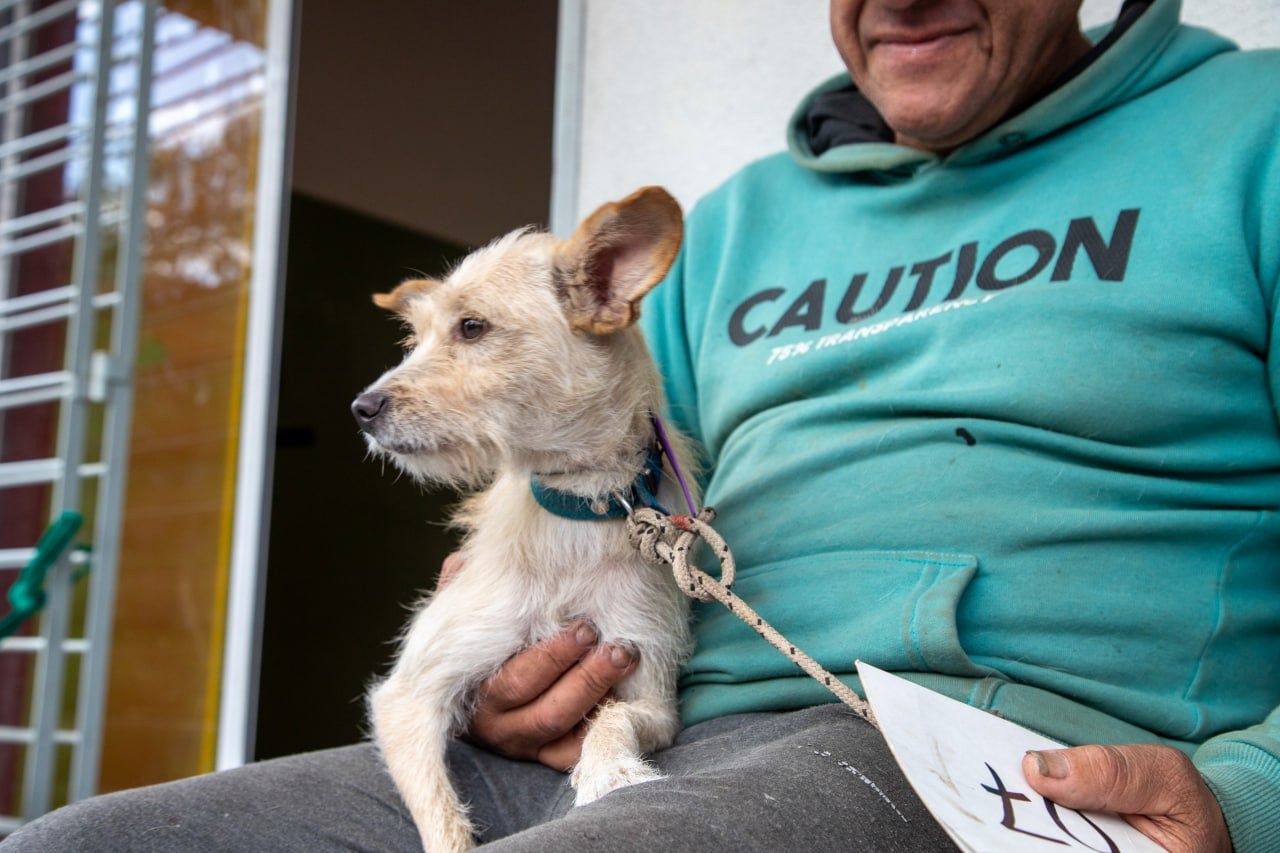 castraron mascotas bernal