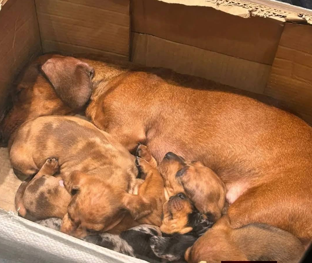 quilmes perros salchicha