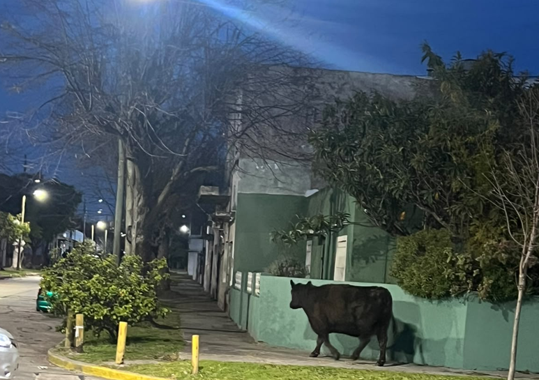 vaca-quilmes