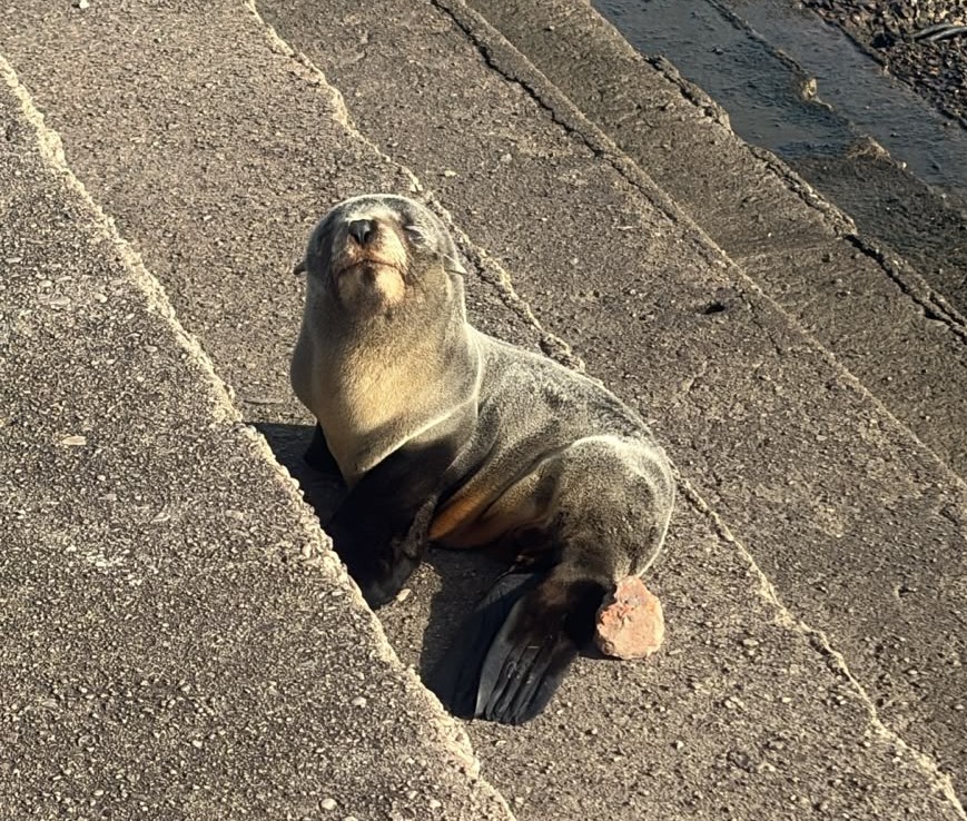 Pequeño lobo marino fue rescatado en la ribera local