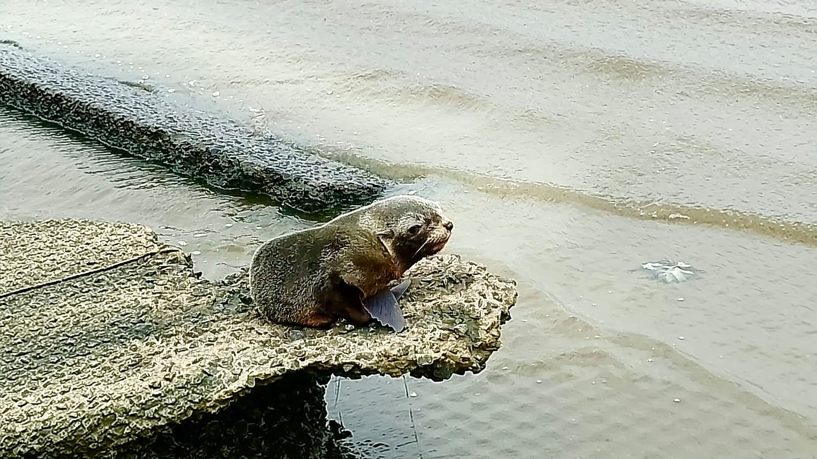 lobo marino