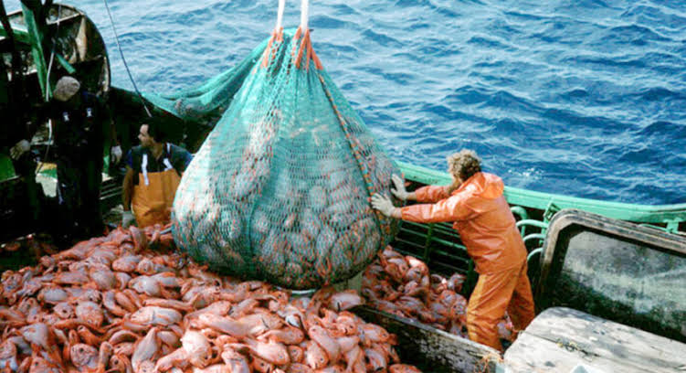 Producción pesquera: cayó 17,2% en agosto pero crece 39,7% en 2026